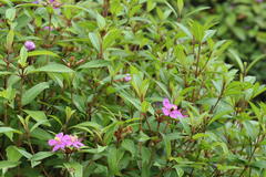 Melastoma malabathricum